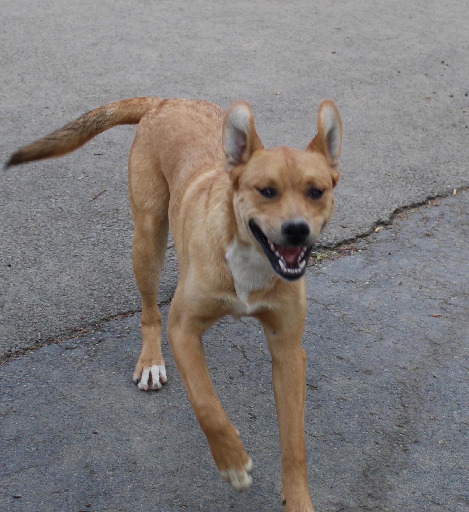 Simon, Adoptable, Young Male Boxer.