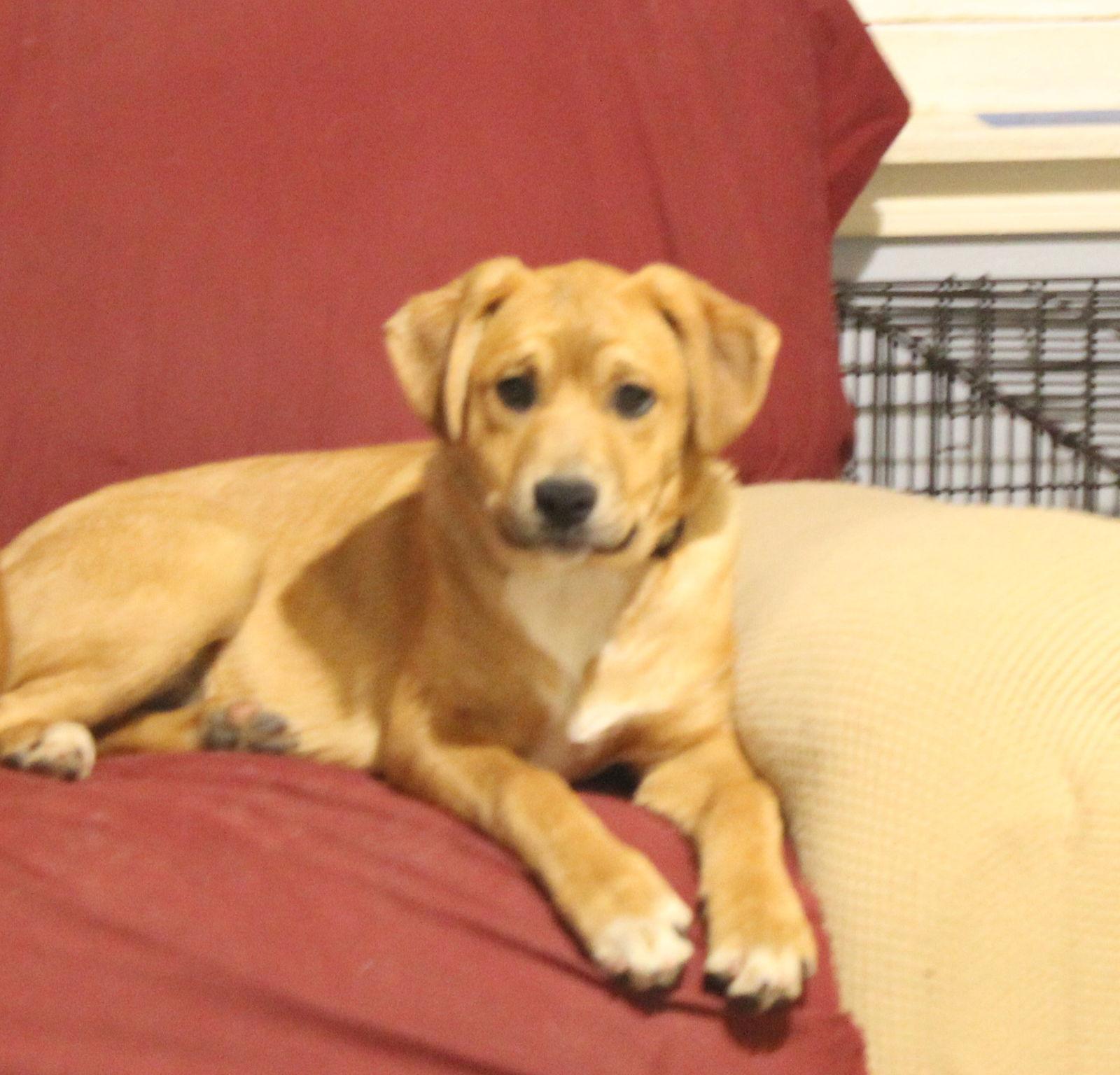 Simon, Adoptable, Young Male Boxer.