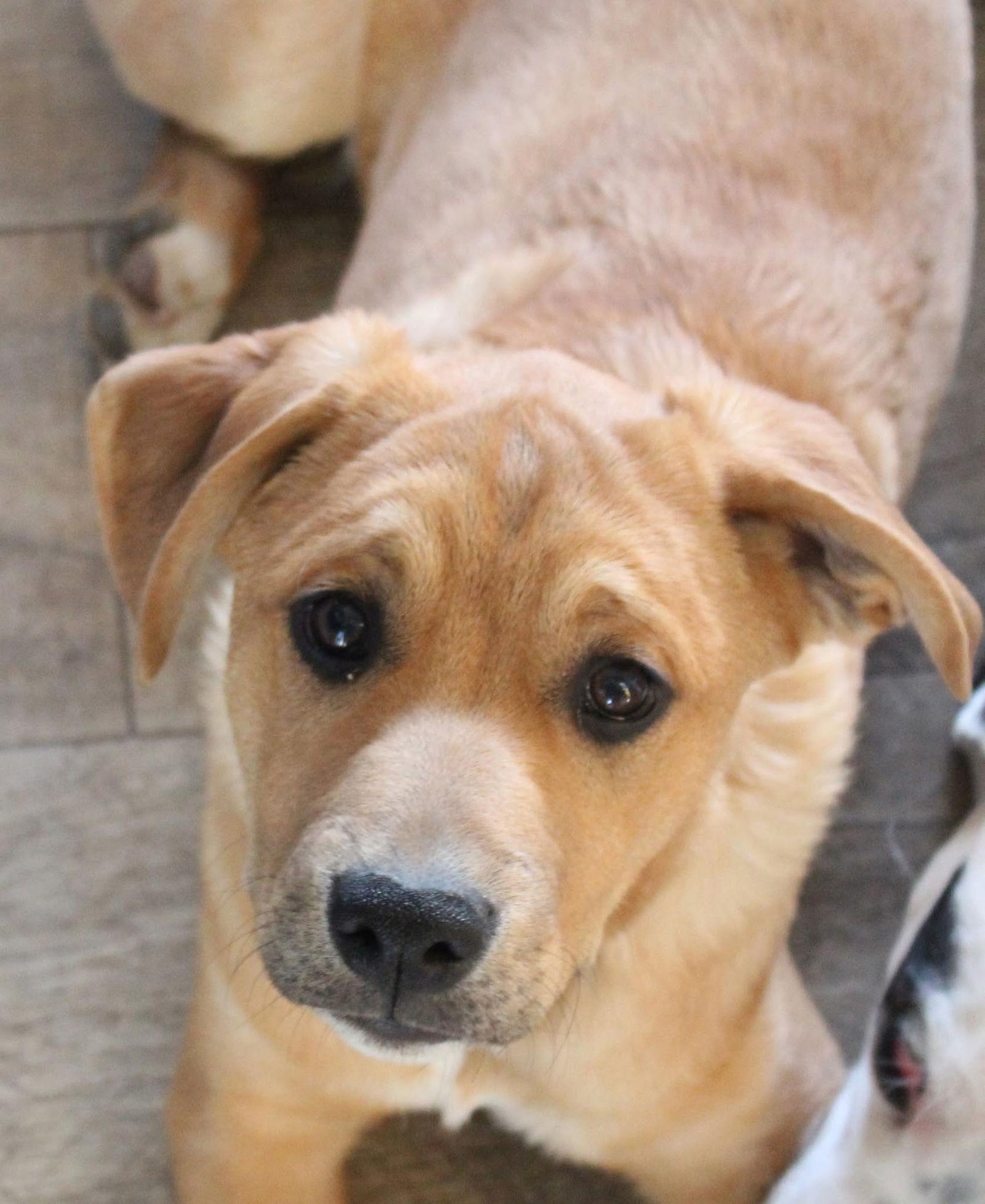 Simon, a Adoptable Boxer in Shakopee, MN image 2/3