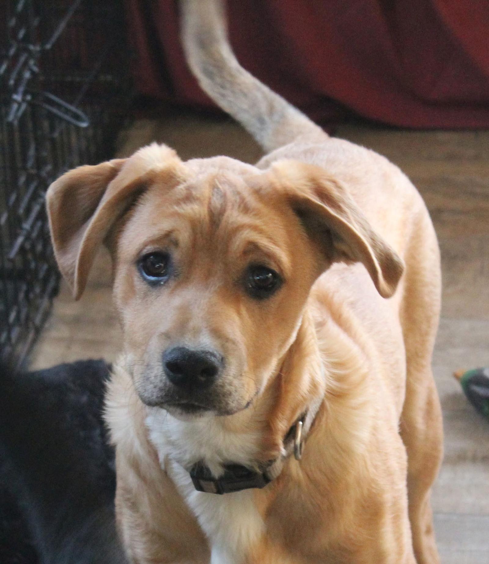 Simon, a Adoptable Boxer in Shakopee, MN image 3/3