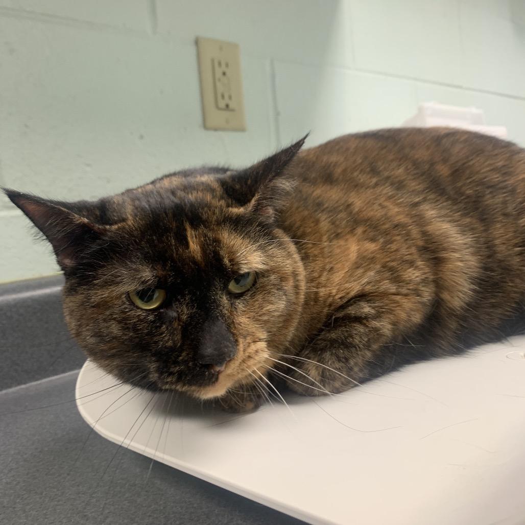 Enlarge Peanut, a Adoptable Domestic Short Hair in Waukesha, WI image 1/1