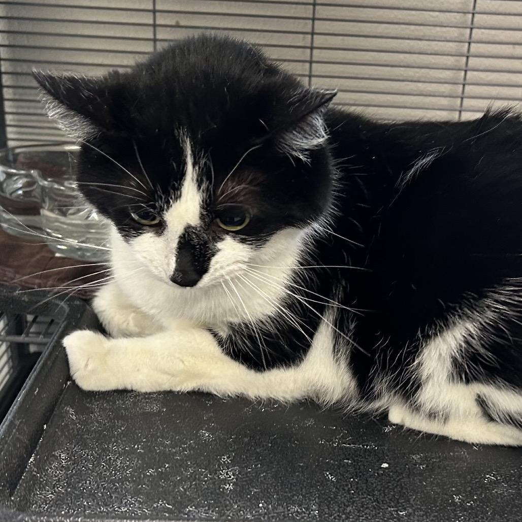 Skye, Adoptable, Adult Female Domestic Short Hair.