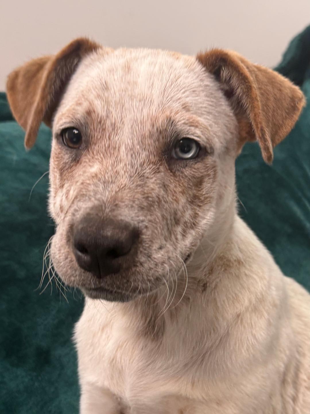 Enlarge Fetch, a ADOPTABLE mixed breed in Albuquerque, NM image 2/6