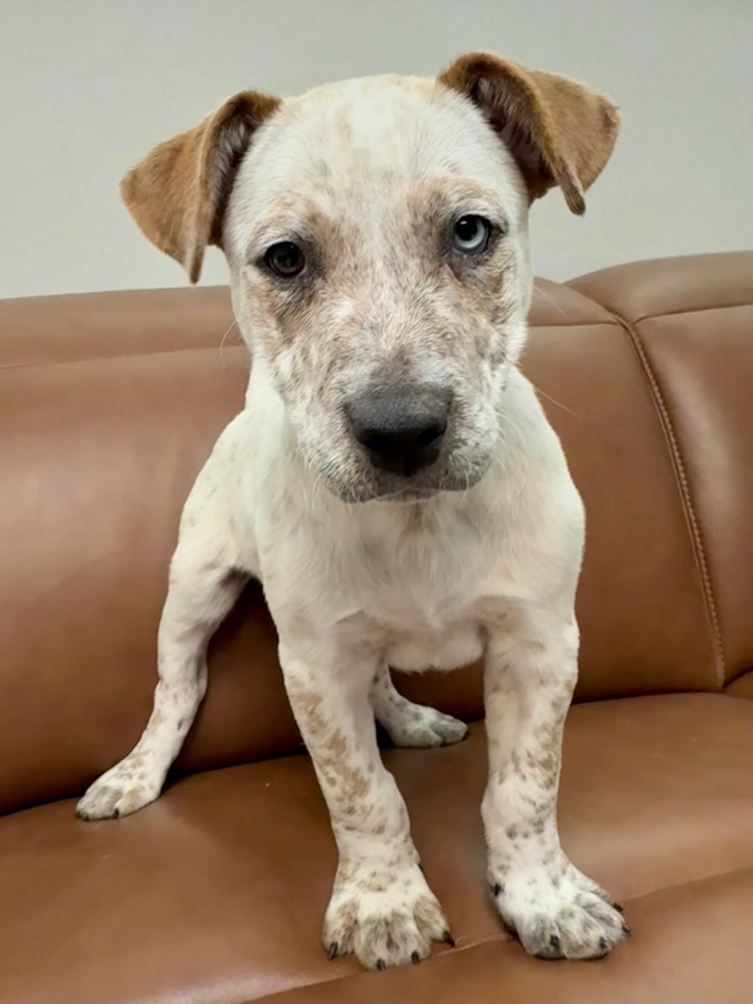 Fetch, ADOPTABLE, Puppy Male Cattle Dog.