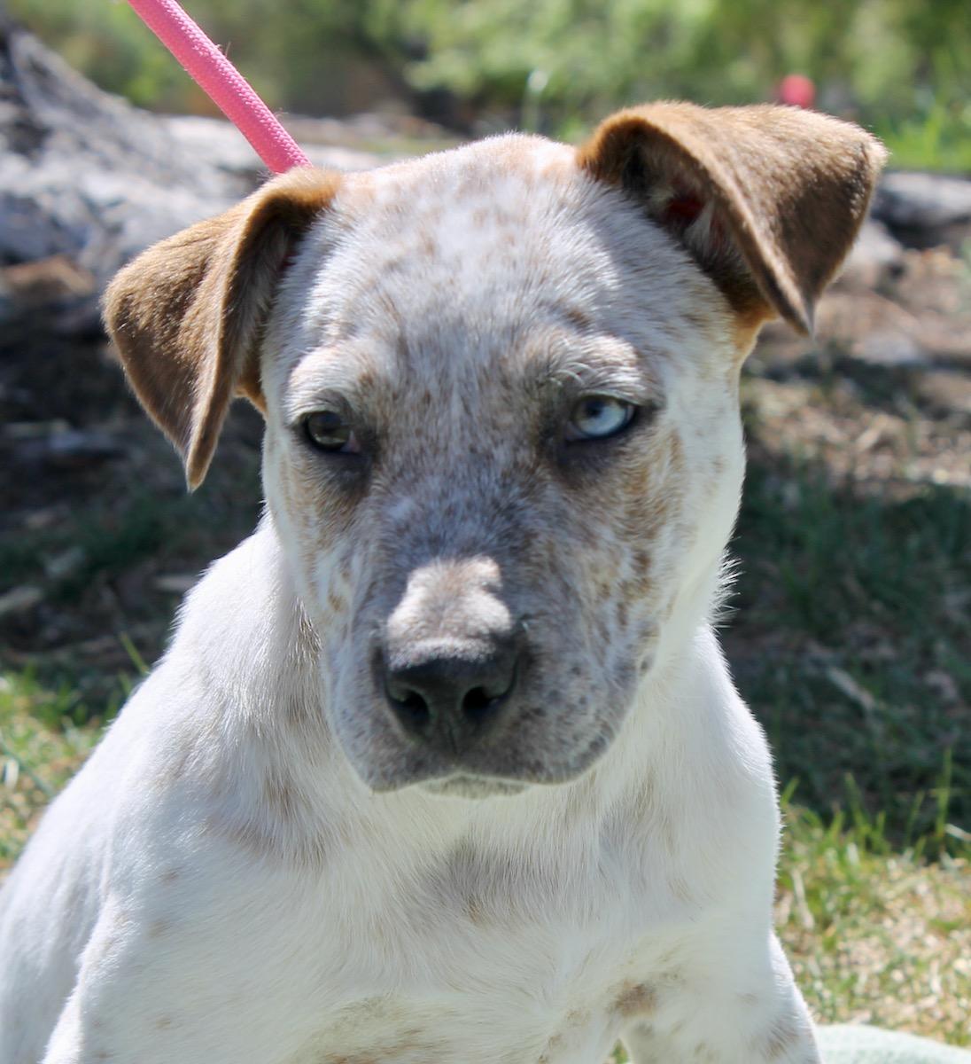 Enlarge Fetch, a ADOPTABLE mixed breed in Albuquerque, NM image 5/6
