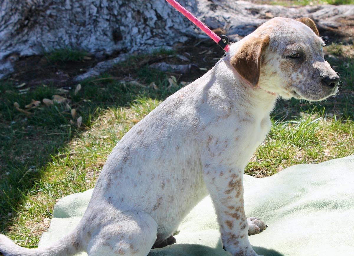 Enlarge Fetch, a ADOPTABLE mixed breed in Albuquerque, NM image 4/6
