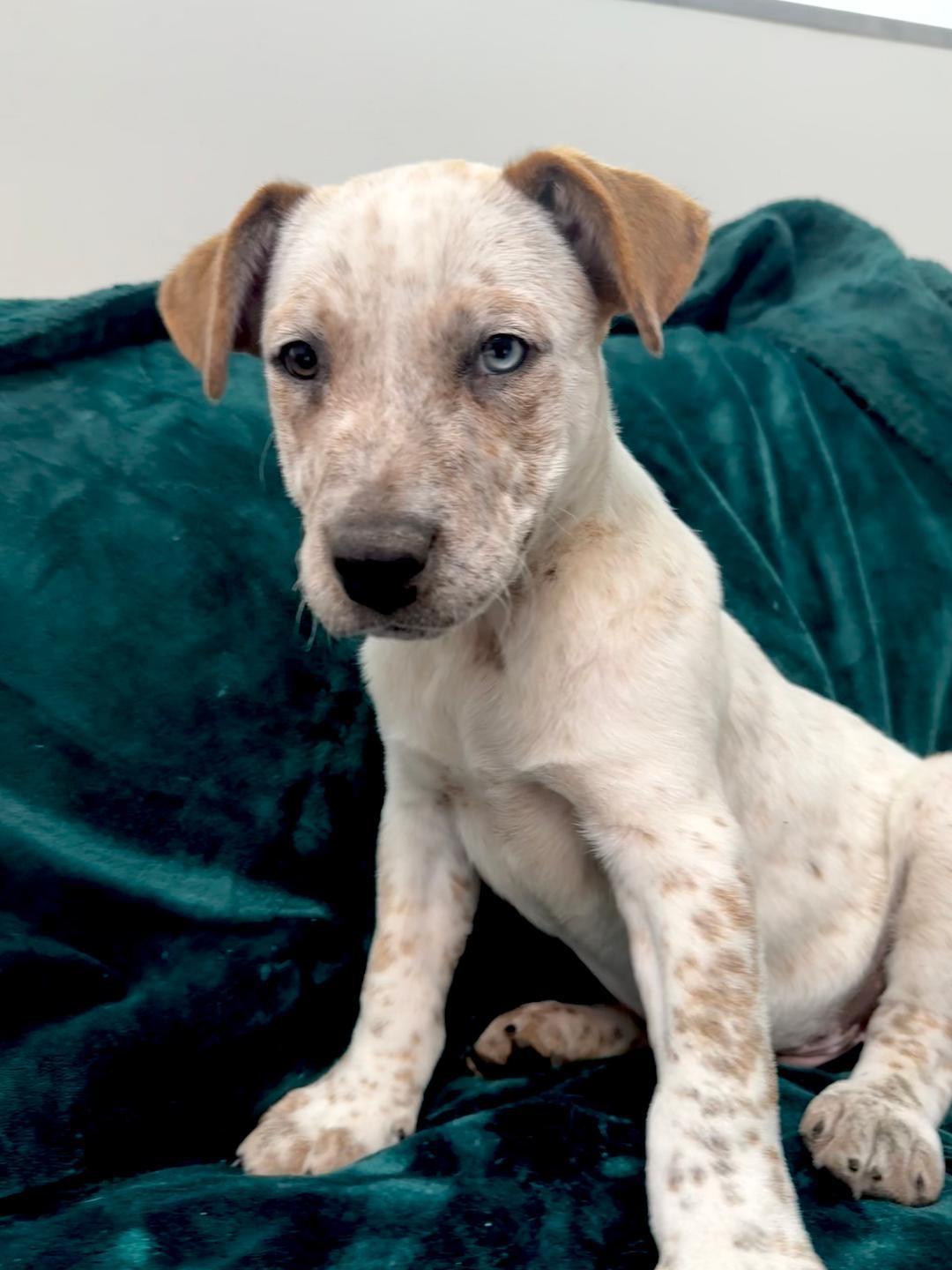 Enlarge Fetch, a ADOPTABLE mixed breed in Albuquerque, NM image 3/6