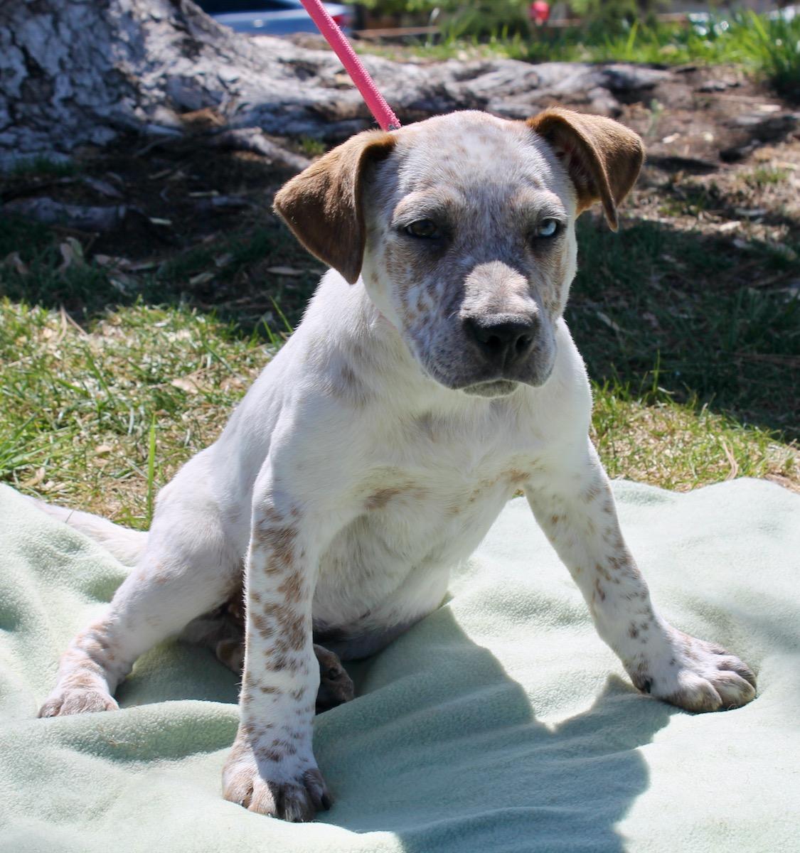 Enlarge Fetch, a ADOPTABLE mixed breed in Albuquerque, NM image 6/6