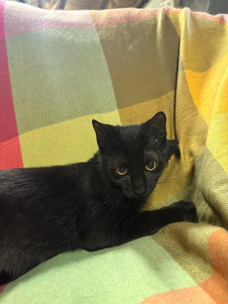 Nate, Adoptable, Kitten Male Domestic Short Hair.