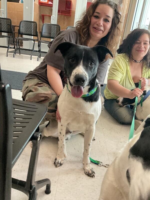 Enlarge Joker, a Adoptable Mixed Breed in Hobbs, NM image 1/4