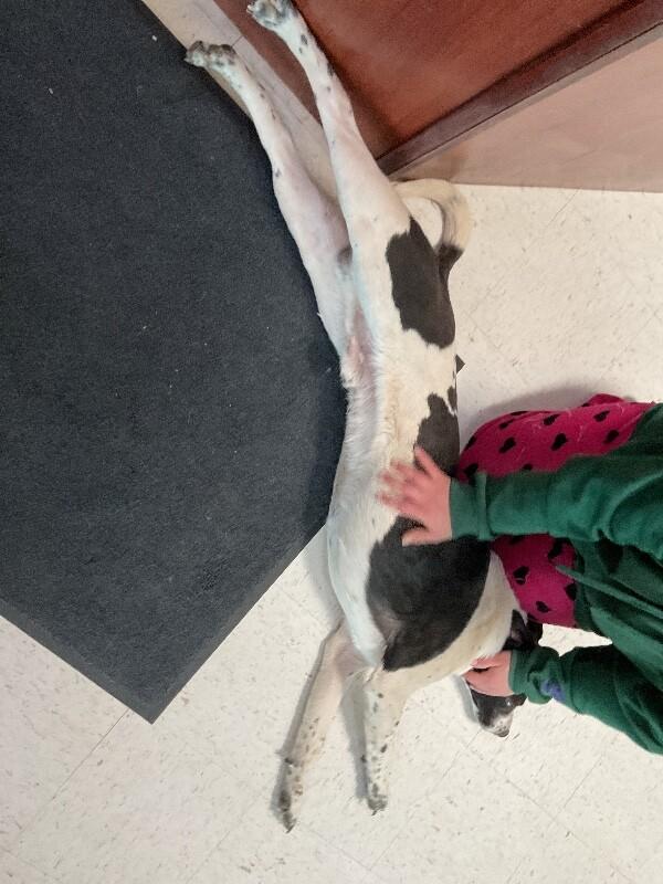 Enlarge Joker, a Adoptable Mixed Breed in Hobbs, NM image 2/4