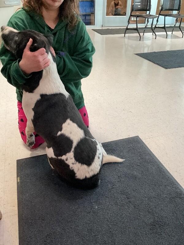 Enlarge Joker, a Adoptable Mixed Breed in Hobbs, NM image 3/4