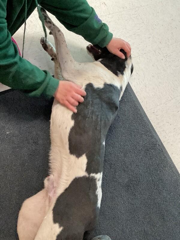 Enlarge Joker, a Adoptable Mixed Breed in Hobbs, NM image 4/4