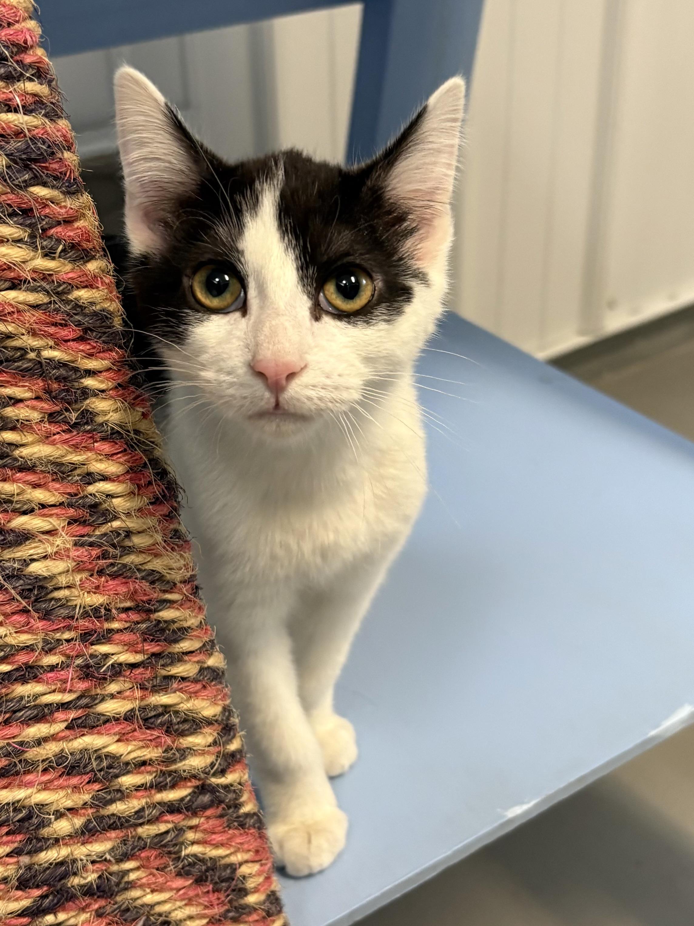 Cosmos, adopted, Young Male American Shorthair.