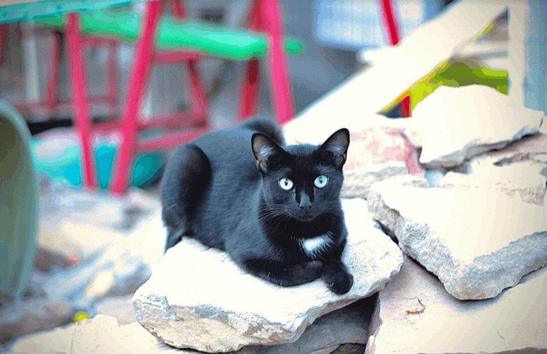 Cupcake, adopted, Young Female Domestic Short Hair & Tuxedo.