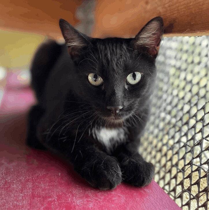 Cupcake, an adopted mixed breed in Williamsburg, NM image 2/3