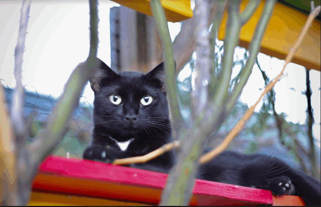 Cupcake, an adopted mixed breed in Williamsburg, NM image 3/3