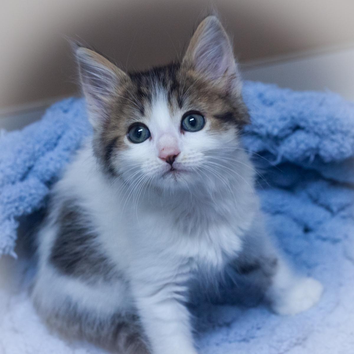 Winnabelle, Baby Female Domestic Long Hair