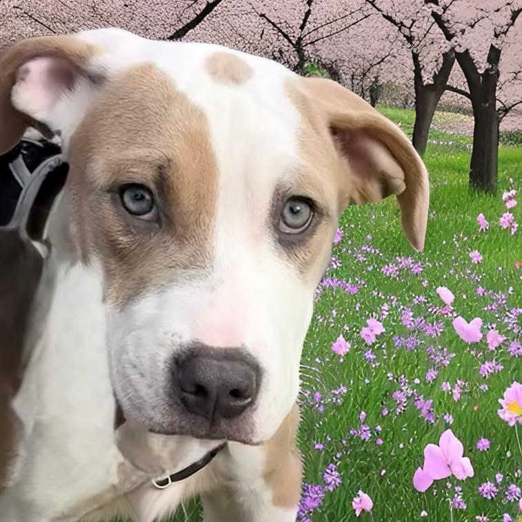India, a ADOPTABLE mixed breed in Mahopac, NY image 1/5