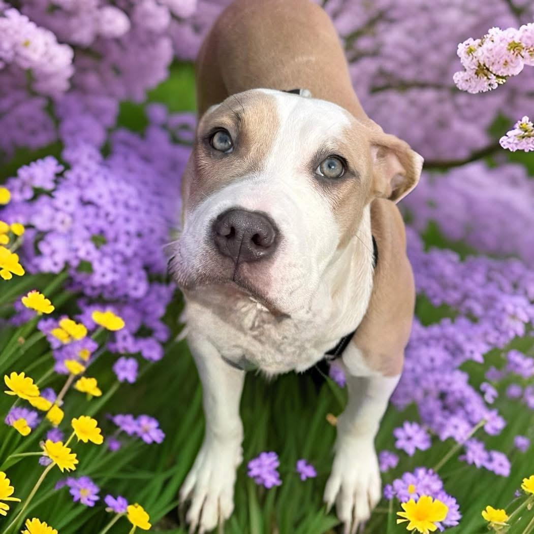 India, a ADOPTABLE mixed breed in Mahopac, NY image 3/5