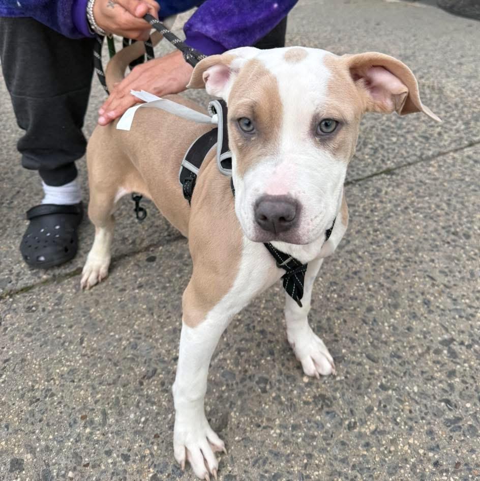 India, a ADOPTABLE mixed breed in Mahopac, NY image 2/5