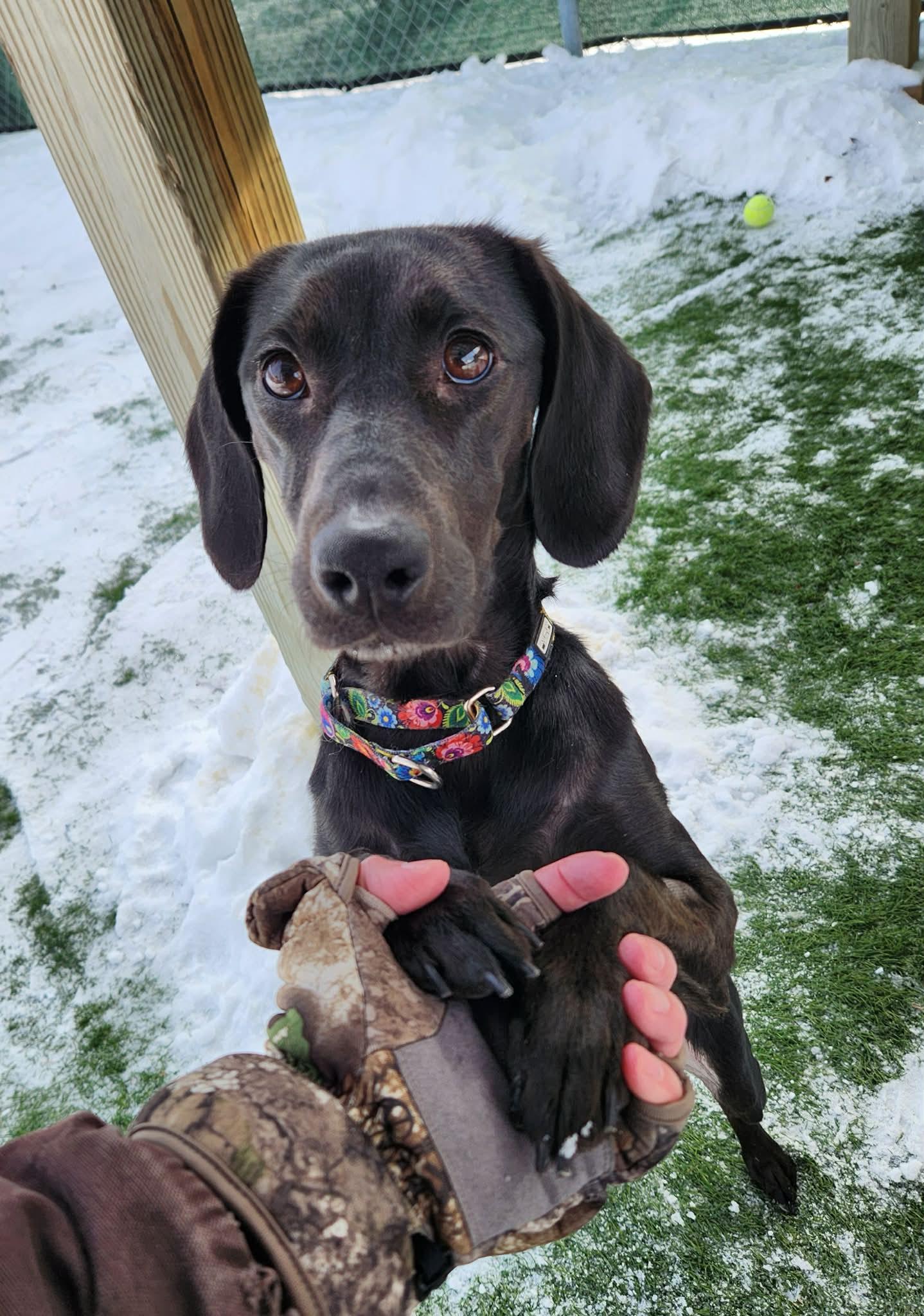 Enlarge Ellie, an adopted mixed breed in Sparta, WI image 3/3