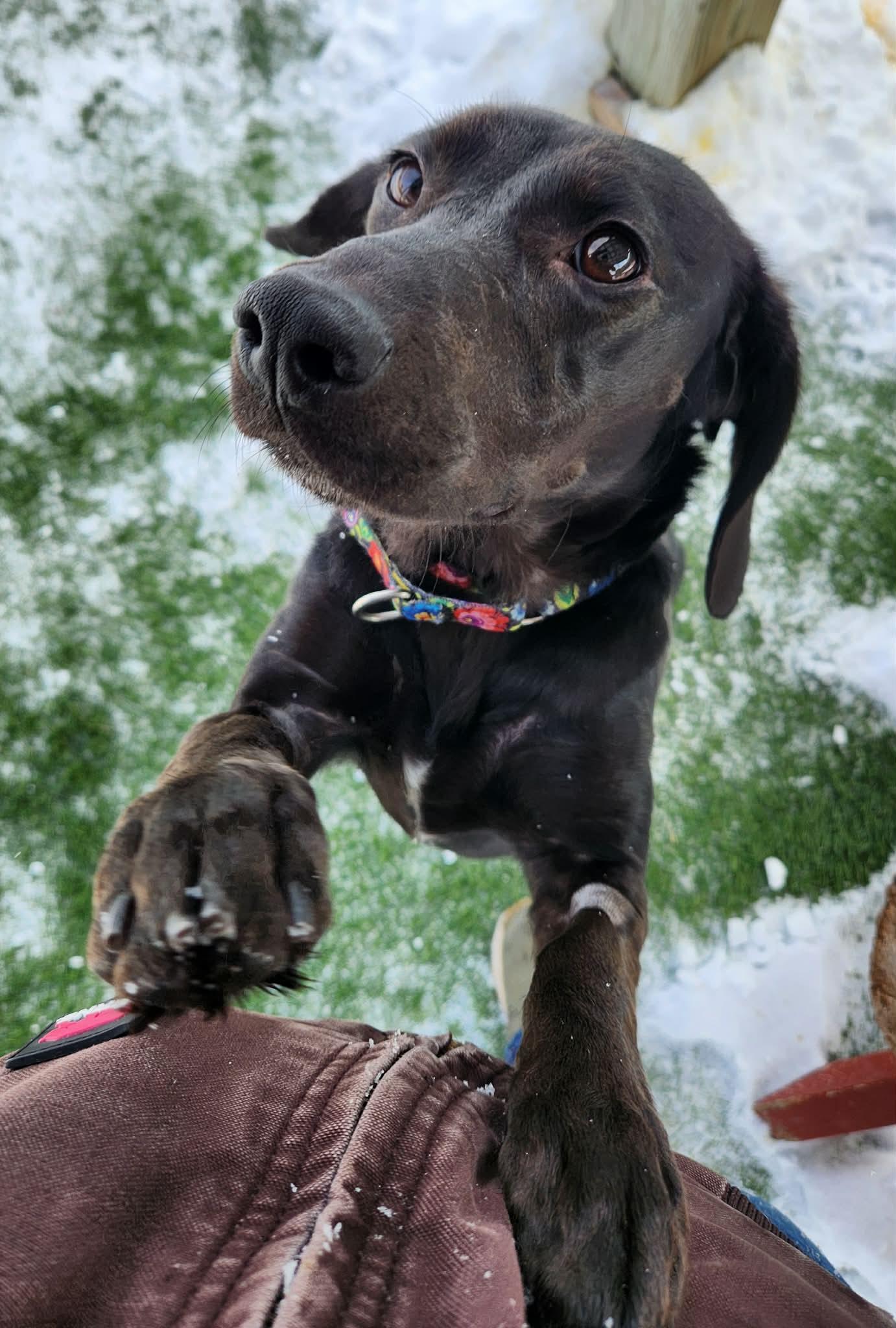 Enlarge Ellie, an adopted mixed breed in Sparta, WI image 2/3