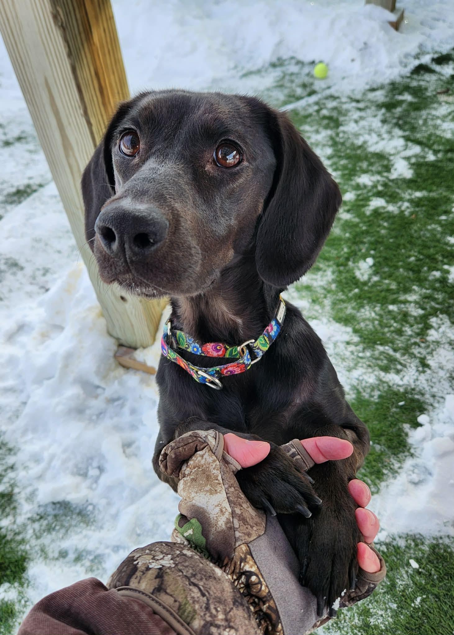 Ellie, adopted, Adult Female Beagle.