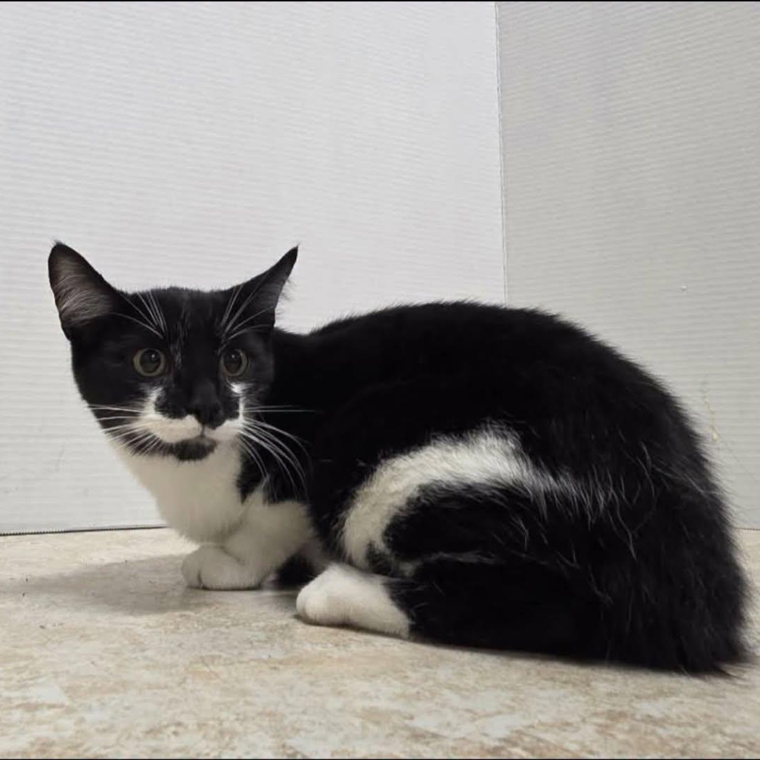 Enlarge Jethro, a Adoptable Domestic Short Hair in Clairton, PA image 1/1