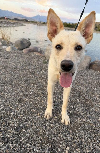 King Titan, Adoptable, Young Male German Shepherd Dog.