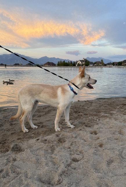 King Titan, a Adoptable German Shepherd Dog in Salt Lake City, UT image 3/3