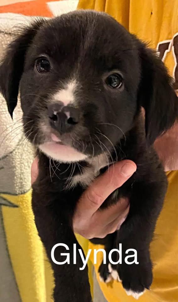 Glinda, Adoptable, Puppy Female Border Collie.