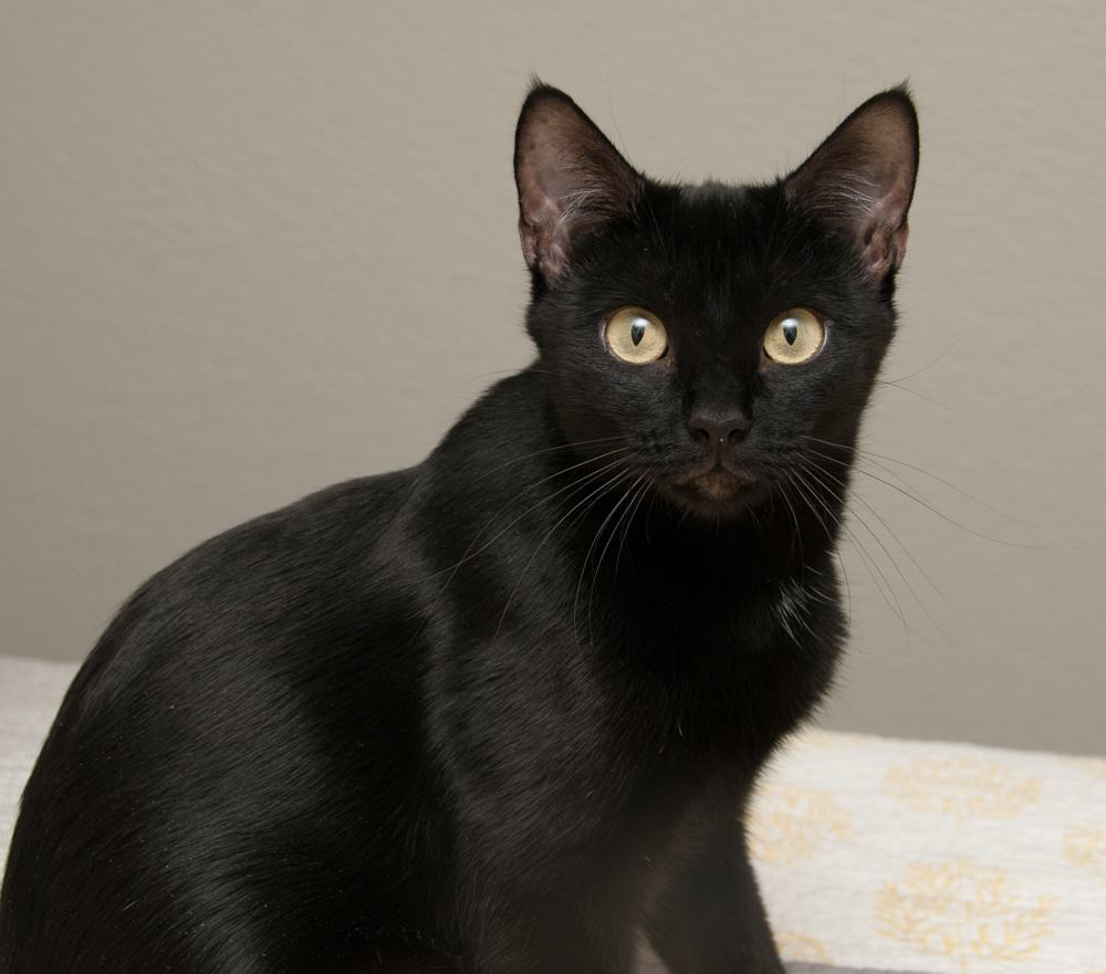 Enlarge Lucky, an adopted Domestic Short Hair in Westminster, CO image 2/6