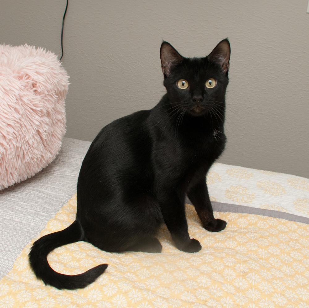 Enlarge Lucky, an adopted Domestic Short Hair in Westminster, CO image 3/6