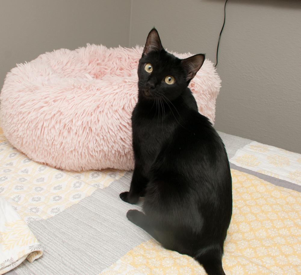 Enlarge Lucky, an adopted Domestic Short Hair in Westminster, CO image 4/6