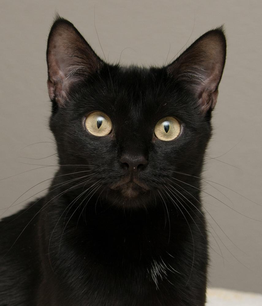 Lucky, adopted, Adult Female Domestic Short Hair.