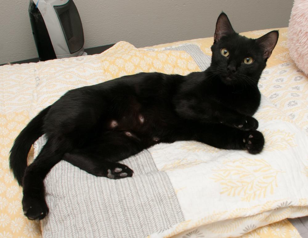 Enlarge Lucky, an adopted Domestic Short Hair in Westminster, CO image 5/6
