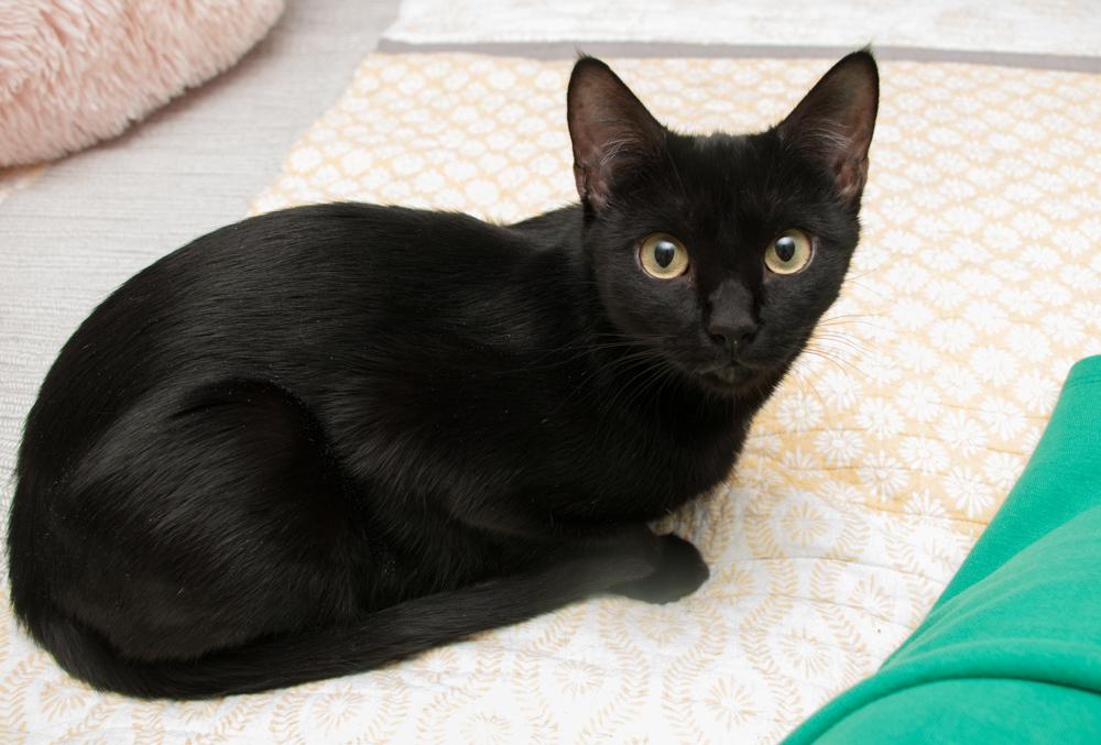 Enlarge Lucky, an adopted Domestic Short Hair in Westminster, CO image 6/6