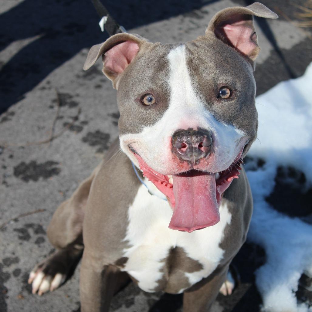 Enlarge Regis, a Adoptable Mixed Breed in Melbourne, KY image 2/6