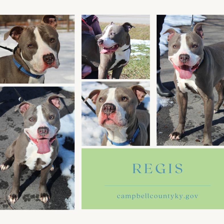 Enlarge Regis, a Adoptable Mixed Breed in Melbourne, KY image 3/6