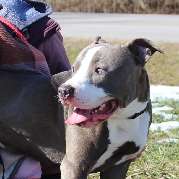 Enlarge Regis, a Adoptable Mixed Breed in Melbourne, KY image 4/6