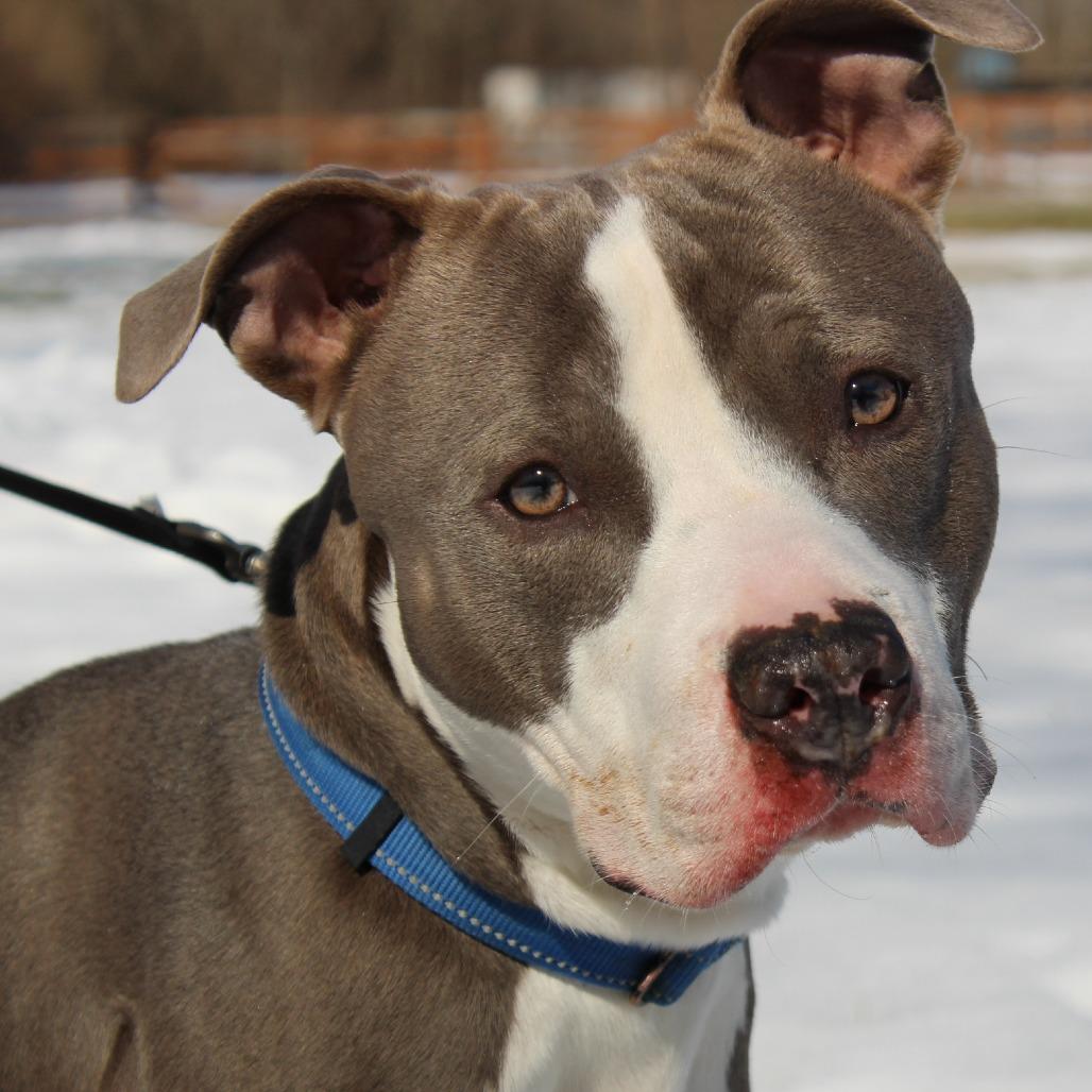 Enlarge Regis, a Adoptable Mixed Breed in Melbourne, KY image 5/6