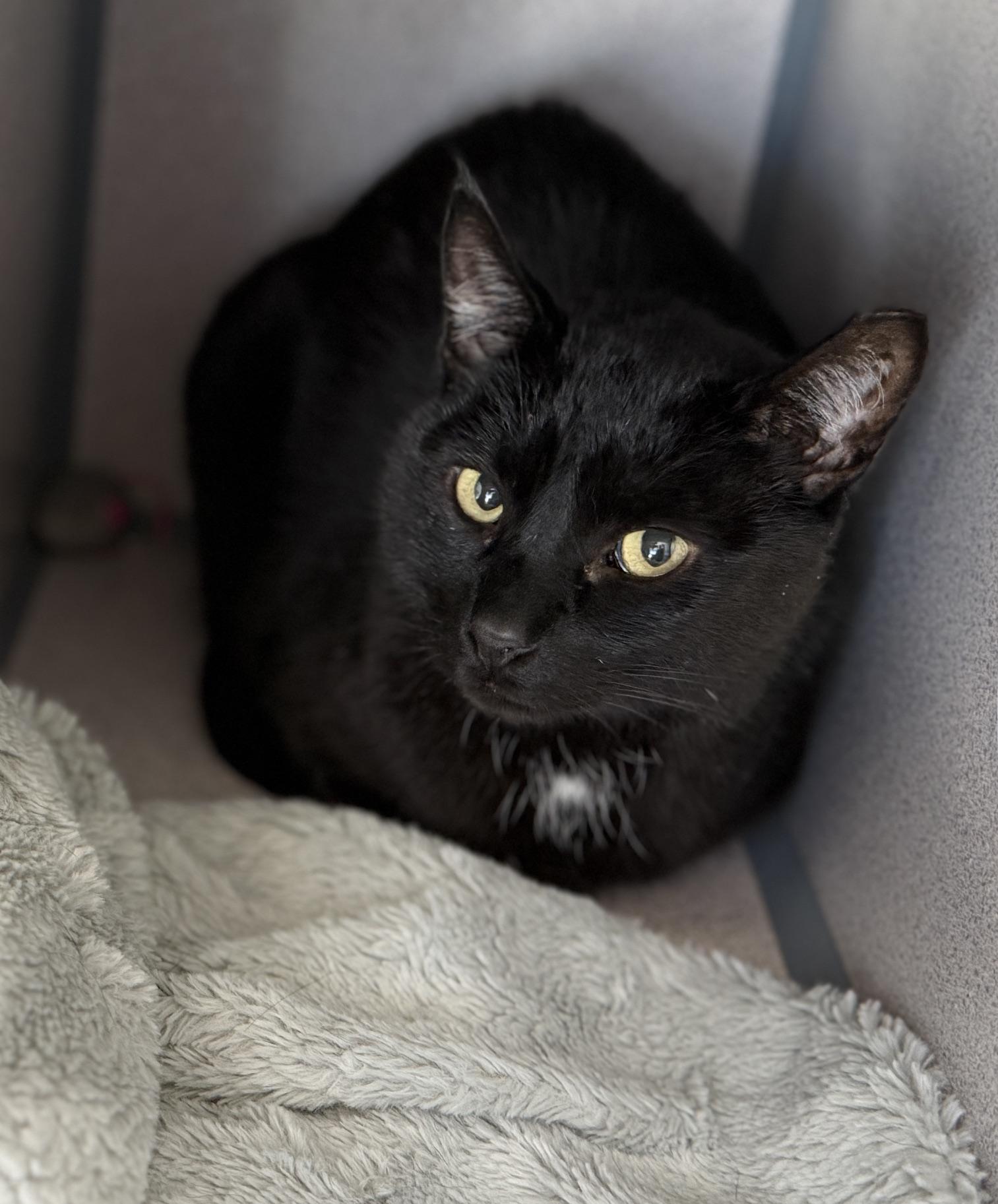 Enlarge Late Night, a ADOPTABLE Domestic Short Hair in Gardnerville, NV image 2/3