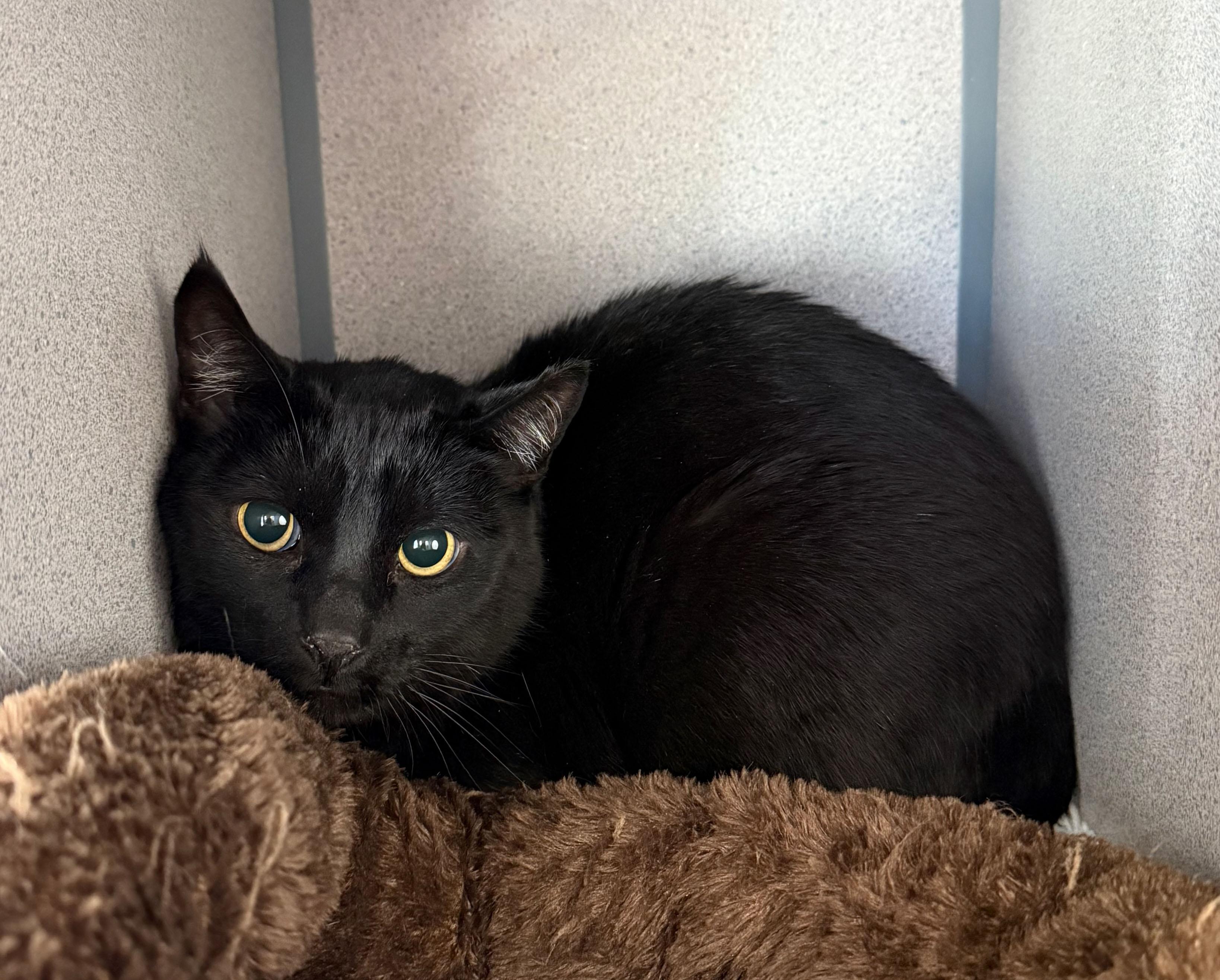 Enlarge Late Night, a ADOPTABLE Domestic Short Hair in Gardnerville, NV image 3/3