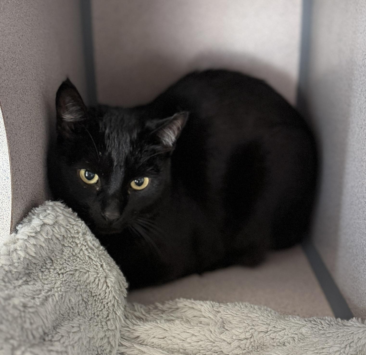 Enlarge Late Night, a ADOPTABLE Domestic Short Hair in Gardnerville, NV image 1/3