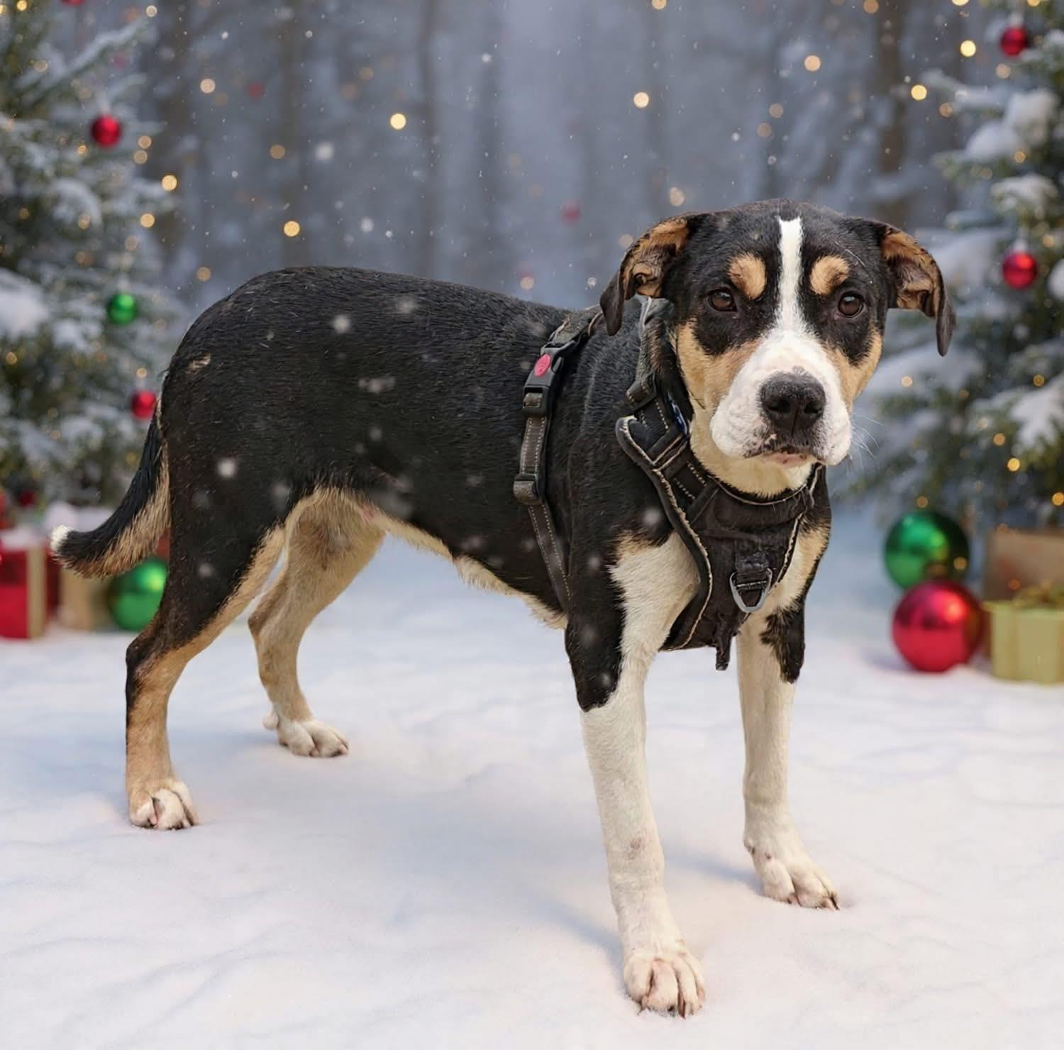 Enlarge Ivy , a ADOPTABLE mixed breed in Ossining, NY image 1/1