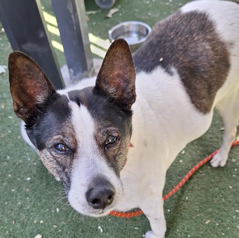 Spot, ADOPTABLE, Senior Male Mixed Breed.