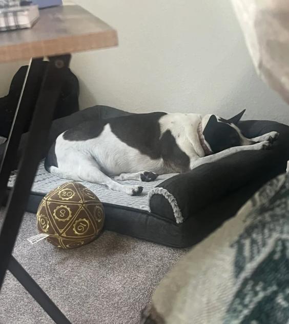 Spot, a ADOPTABLE mixed breed in Davis, CA image 6/6
