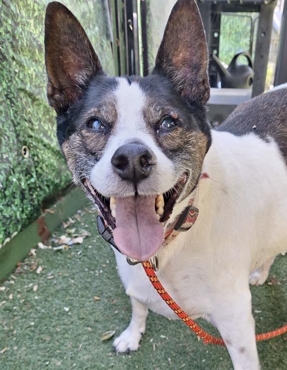 Spot, a ADOPTABLE mixed breed in Davis, CA image 3/6