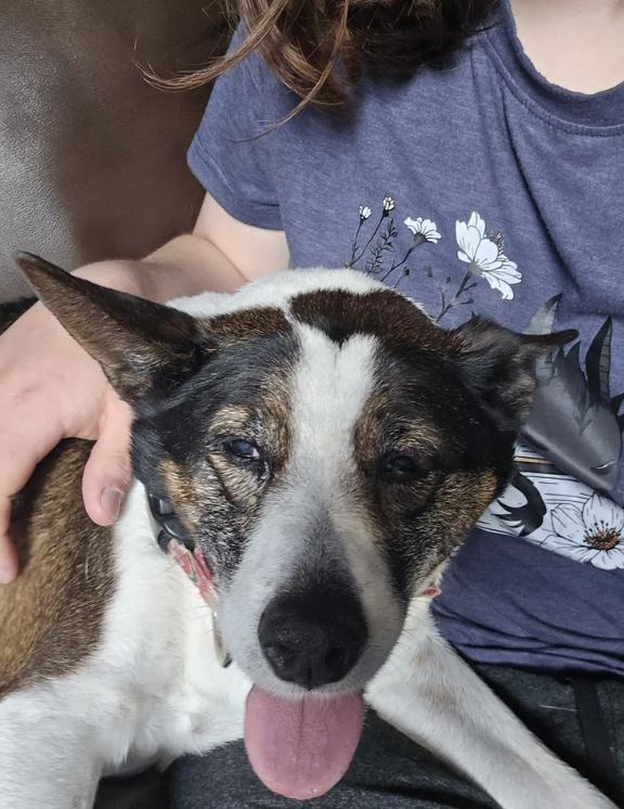 Spot, a ADOPTABLE mixed breed in Davis, CA image 5/6